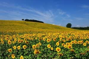 sunflowers-in-tuscany-italy_37564_600x450